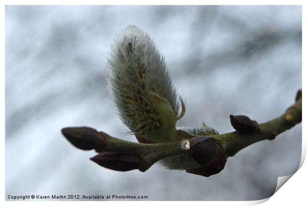 Willow Catkin Print by Karen Martin