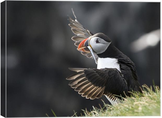 Puffin Conductor Canvas Print by Keith Barker