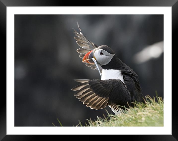 Puffin Conductor Framed Mounted Print by Keith Barker