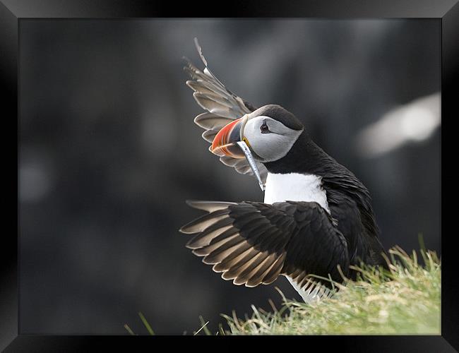 Puffin Conductor Framed Print by Keith Barker