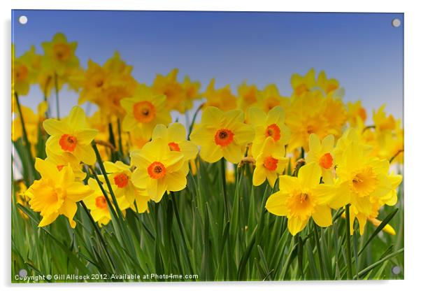 Daffodil Fanfare Acrylic by Gill Allcock