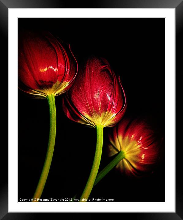 tulips in red.. Framed Mounted Print by Rosanna Zavanaiu