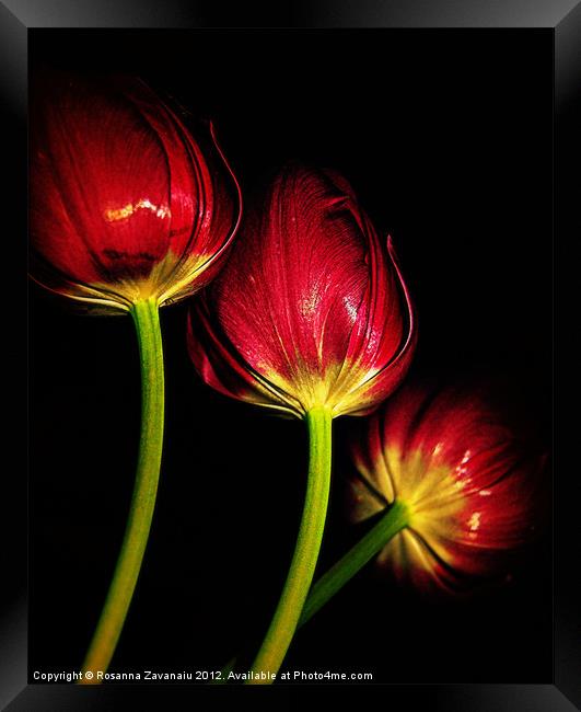 tulips in red.. Framed Print by Rosanna Zavanaiu