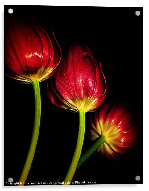 tulips in red.. Acrylic by Rosanna Zavanaiu