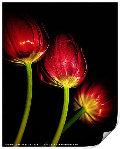 tulips in red.. Print by Rosanna Zavanaiu
