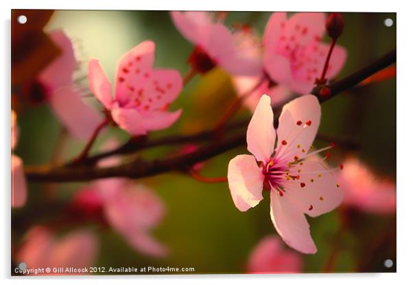 Spring Blossom Acrylic by Gill Allcock
