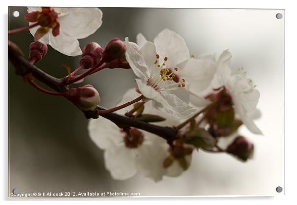 Springtime Blossom Acrylic by Gill Allcock