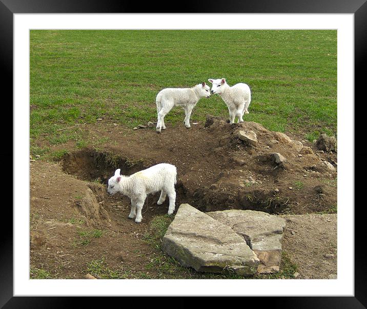Lambs at Play Framed Mounted Print by Debra Kelday