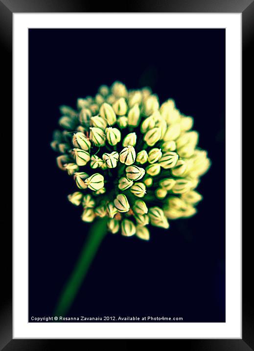 Onion seed head. Framed Mounted Print by Rosanna Zavanaiu