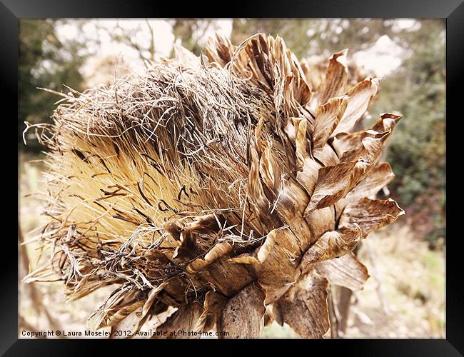 Autumn Artichoke Framed Print by Laura Moseley