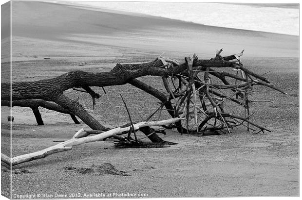 Beached Tree Canvas Print by Stan Owen