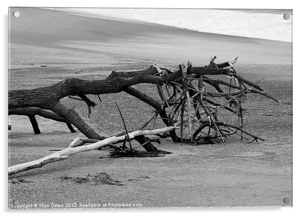 Beached Tree Acrylic by Stan Owen