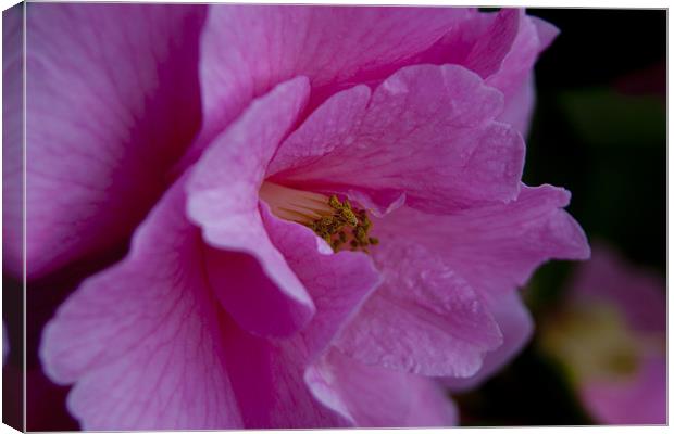 Pretty in Pink Canvas Print by Zechariah Richardson
