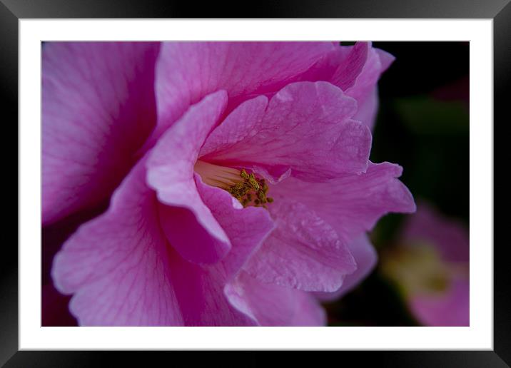 Pretty in Pink Framed Mounted Print by Zechariah Richardson