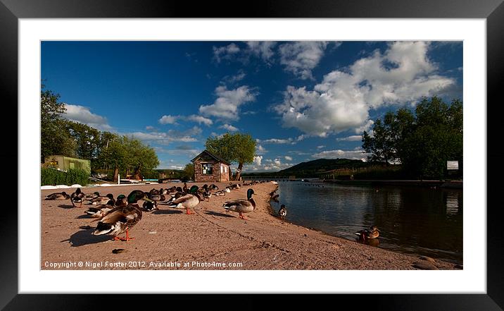 Ducks at Llangorse Lake Framed Mounted Print by Creative Photography Wales