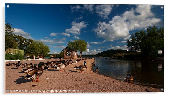 Ducks at Llangorse Lake Acrylic by Creative Photography Wales