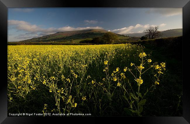 Oil seed rape, Table Mountain Framed Print by Creative Photography Wales