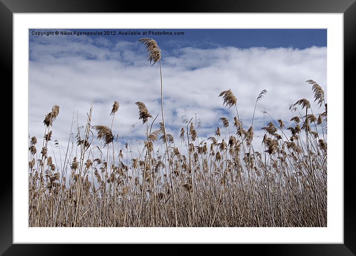 Windswept reeds 1 Framed Mounted Print by Alfani Photography