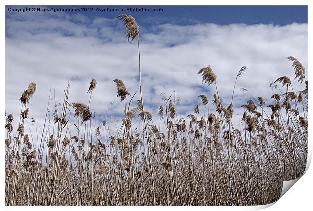 Windswept reeds 1 Print by Alfani Photography
