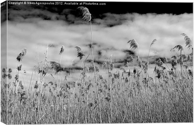 Windswept reeds 2 Canvas Print by Alfani Photography