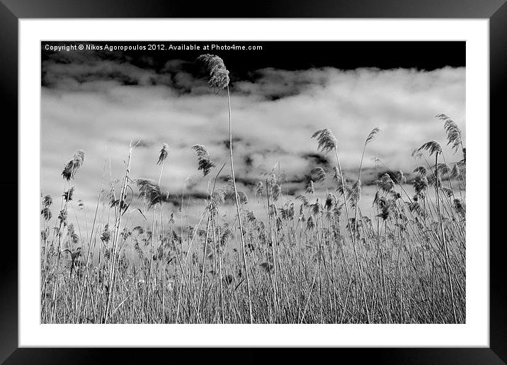 Windswept reeds 2 Framed Mounted Print by Alfani Photography
