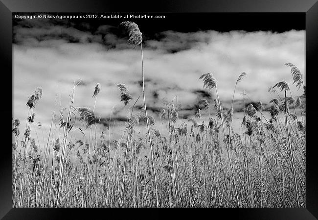 Windswept reeds 2 Framed Print by Alfani Photography