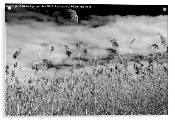 Windswept reeds 2 Acrylic by Alfani Photography