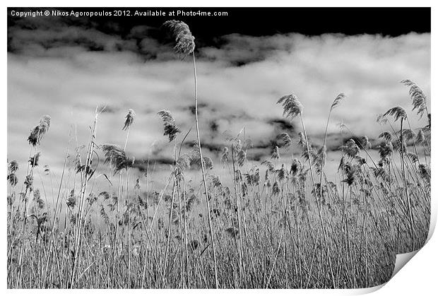Windswept reeds 2 Print by Alfani Photography
