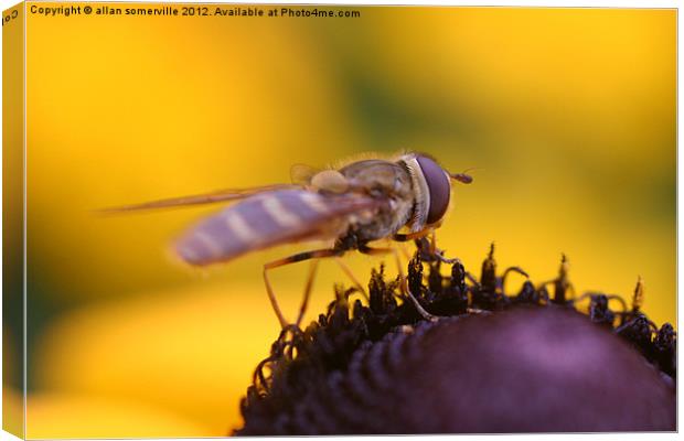 hover fly Canvas Print by allan somerville