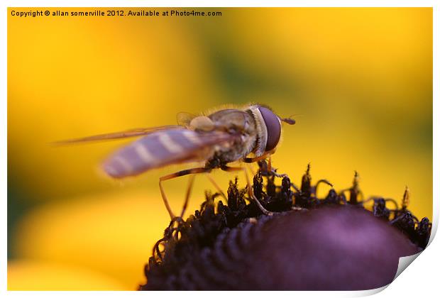 hover fly Print by allan somerville