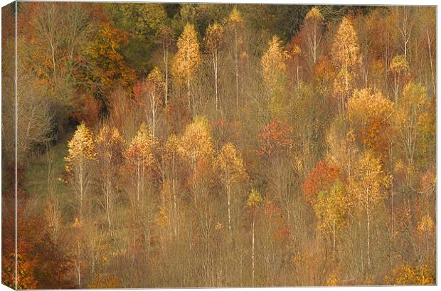 Box Hill Trees Surrey Canvas Print by Clive Eariss