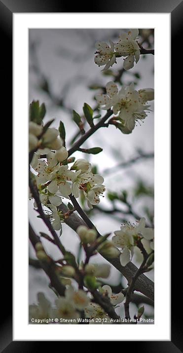 Damson Blossom Framed Mounted Print by Steven Watson
