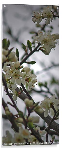Damson Blossom Acrylic by Steven Watson