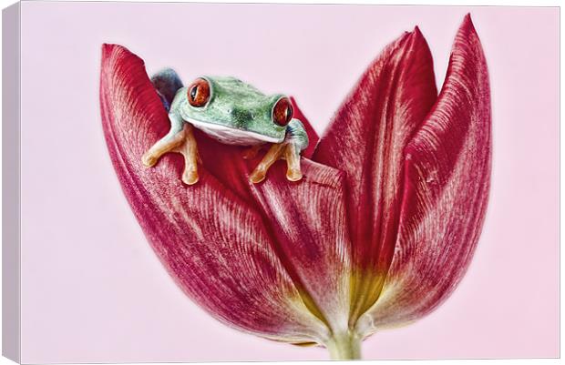 Red Eyed tree frog Canvas Print by Val Saxby LRPS