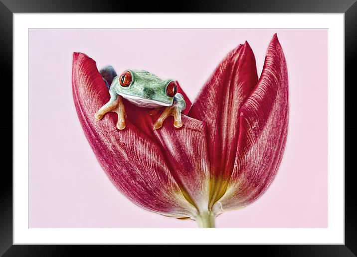 Red Eyed tree frog Framed Mounted Print by Val Saxby LRPS