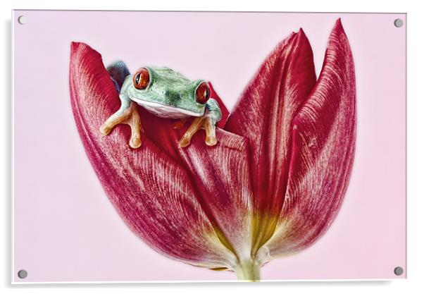Red Eyed tree frog Acrylic by Val Saxby LRPS