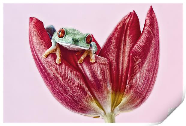 Red Eyed tree frog Print by Val Saxby LRPS