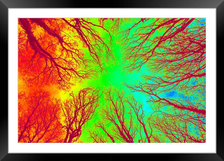 Vivid Tree Abstract Framed Mounted Print by Louise Godwin