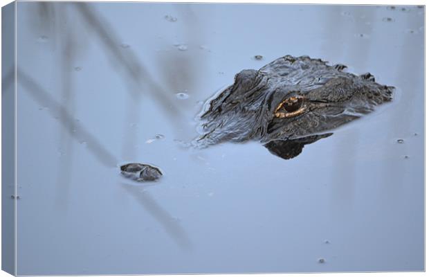 Alligator in Everglades Canvas Print by Phillip Mason