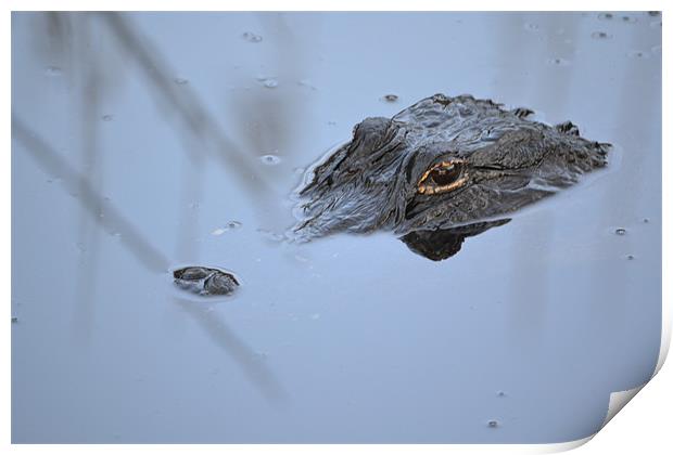 Alligator in Everglades Print by Phillip Mason