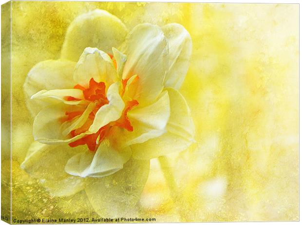 Yellow Daffodil Flower Canvas Print by Elaine Manley
