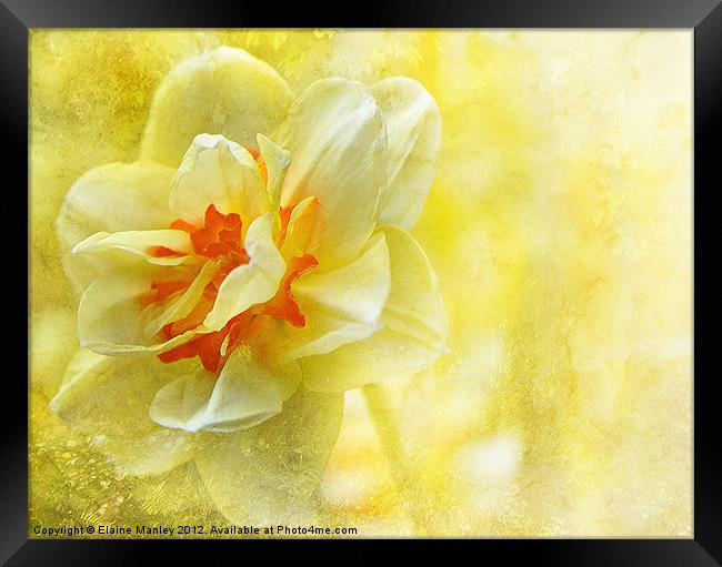 Yellow Daffodil Flower Framed Print by Elaine Manley