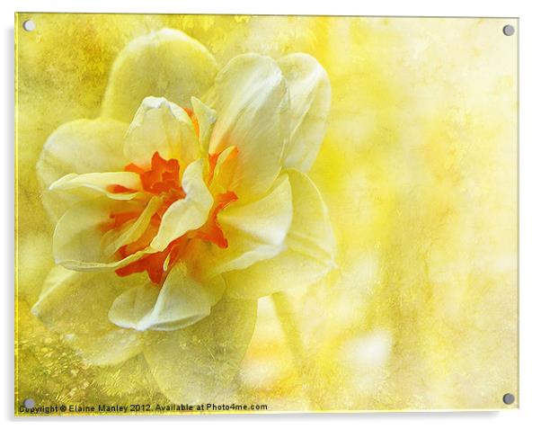Yellow Daffodil Flower Acrylic by Elaine Manley