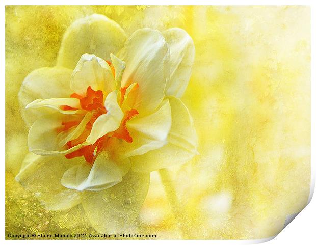 Yellow Daffodil Flower Print by Elaine Manley