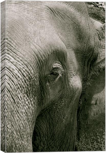 thai elephant Canvas Print by Zachary Bloom