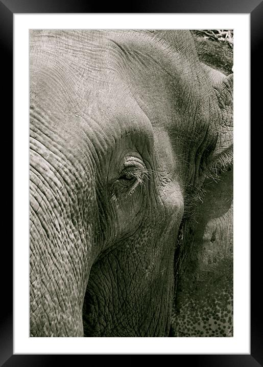 thai elephant Framed Mounted Print by Zachary Bloom