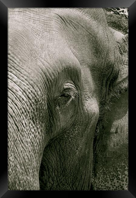 thai elephant Framed Print by Zachary Bloom