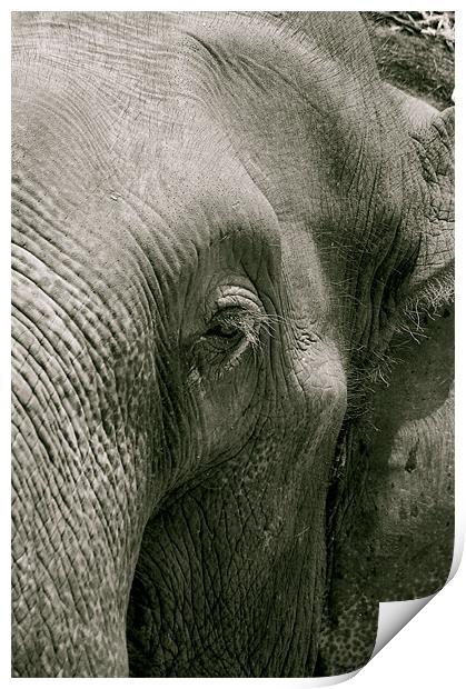 thai elephant Print by Zachary Bloom