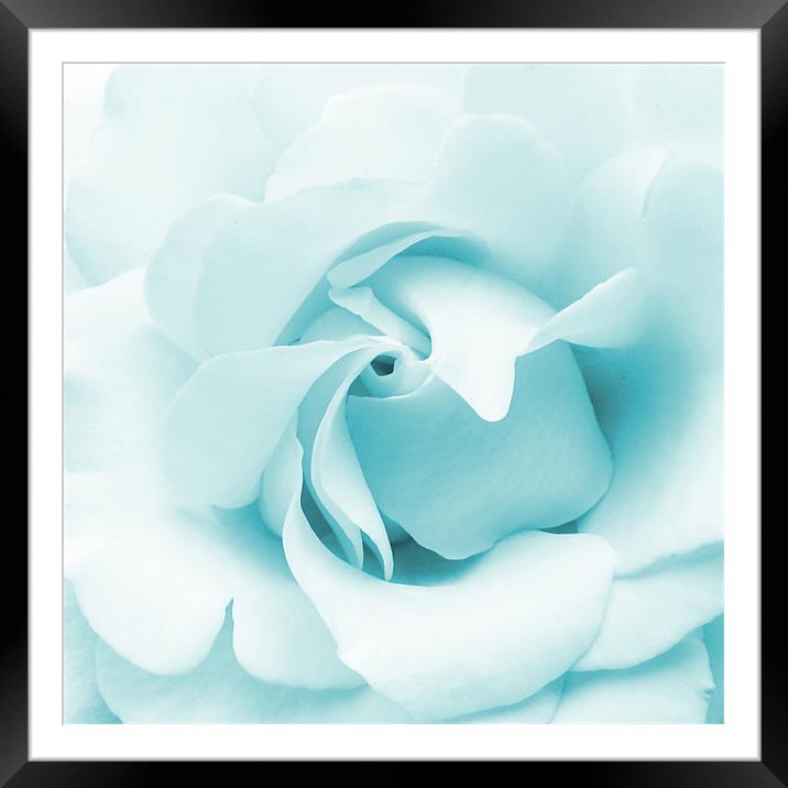 Blue rose Framed Mounted Print by Sharon Lisa Clarke