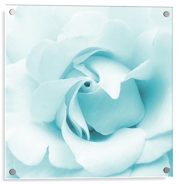 Blue rose Acrylic by Sharon Lisa Clarke